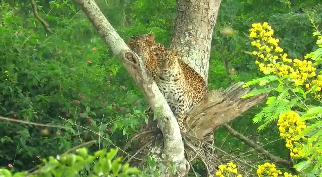 three-leopards-found-together-in-bandipura