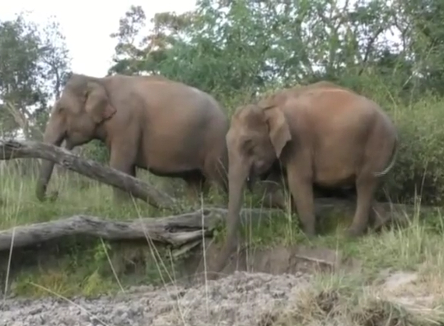 Green signal to Bandipur safari after 70 days