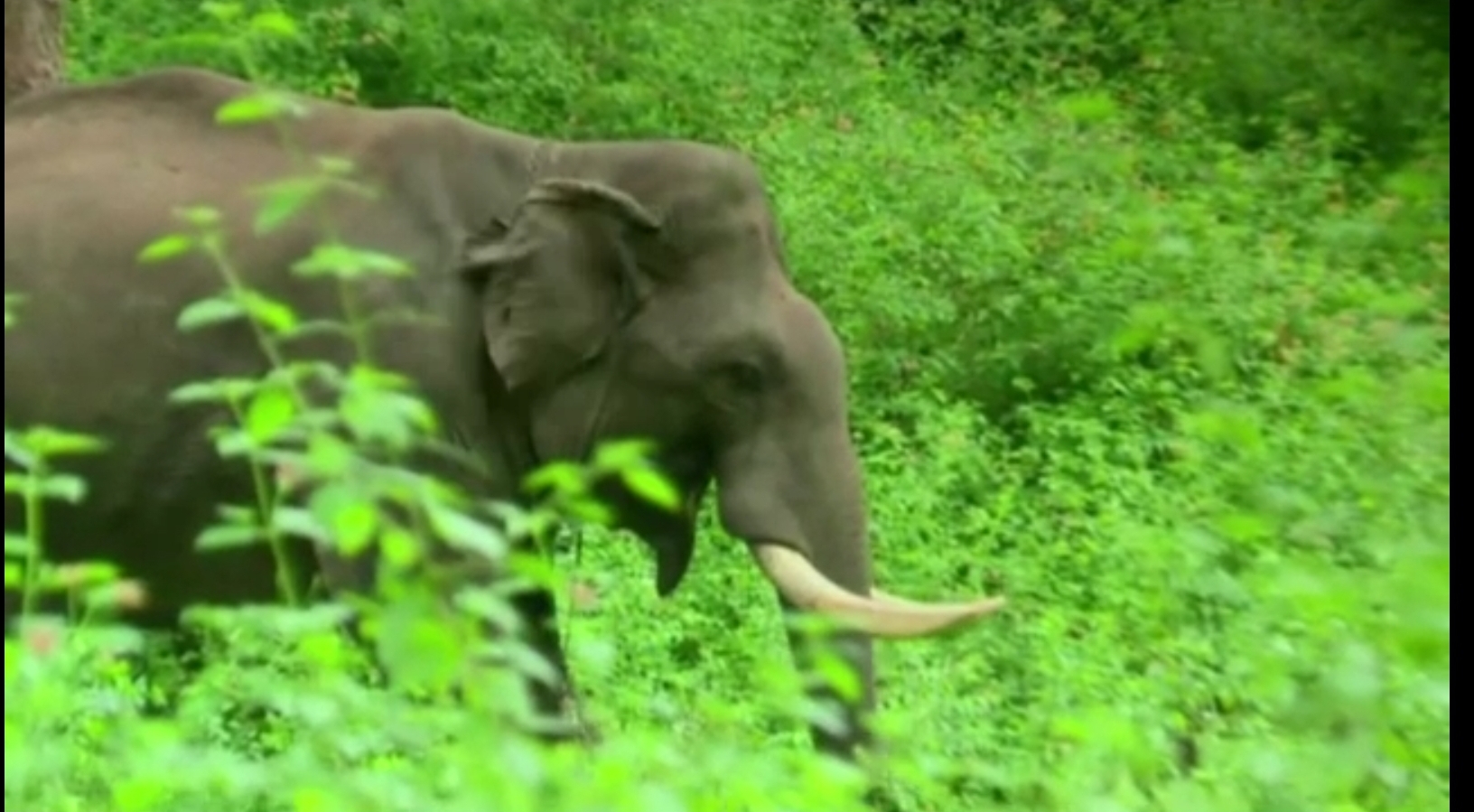 Green signal to Bandipur safari after 70 days