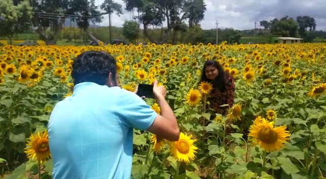 selfie-celebration-in-sunflower-land-at-chamarajanagara