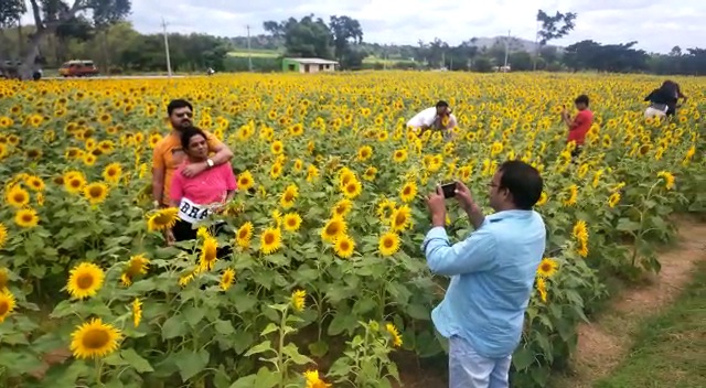 selfie-celebration-in-sunflower-land-at-chamarajanagara