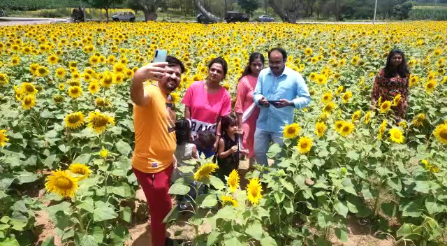 selfie-celebration-in-sunflower-land-at-chamarajanagara