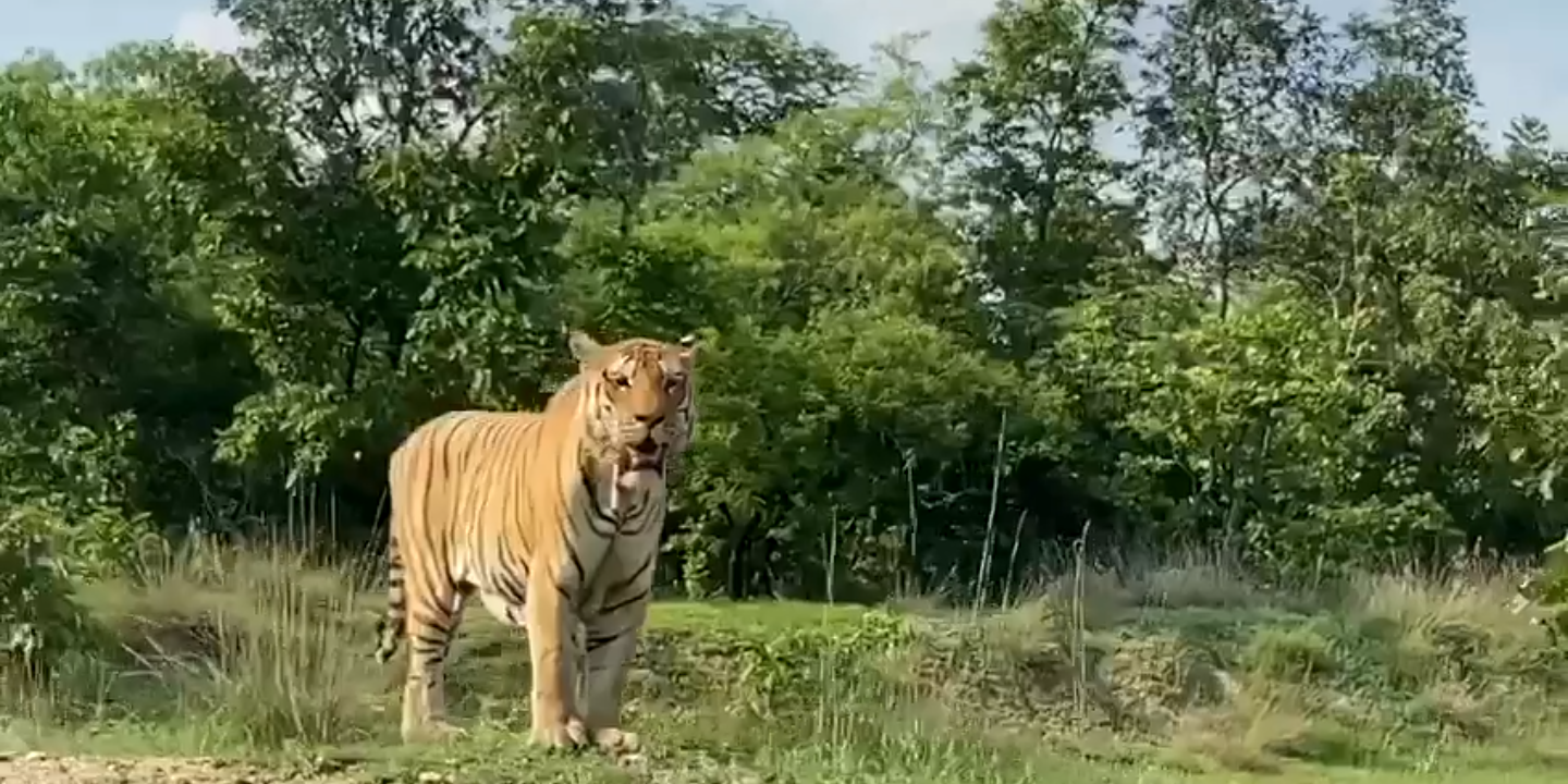 ಮಾಯಾರ್ ಕಿಂಗ್ ಎಂಟ್ರಿ