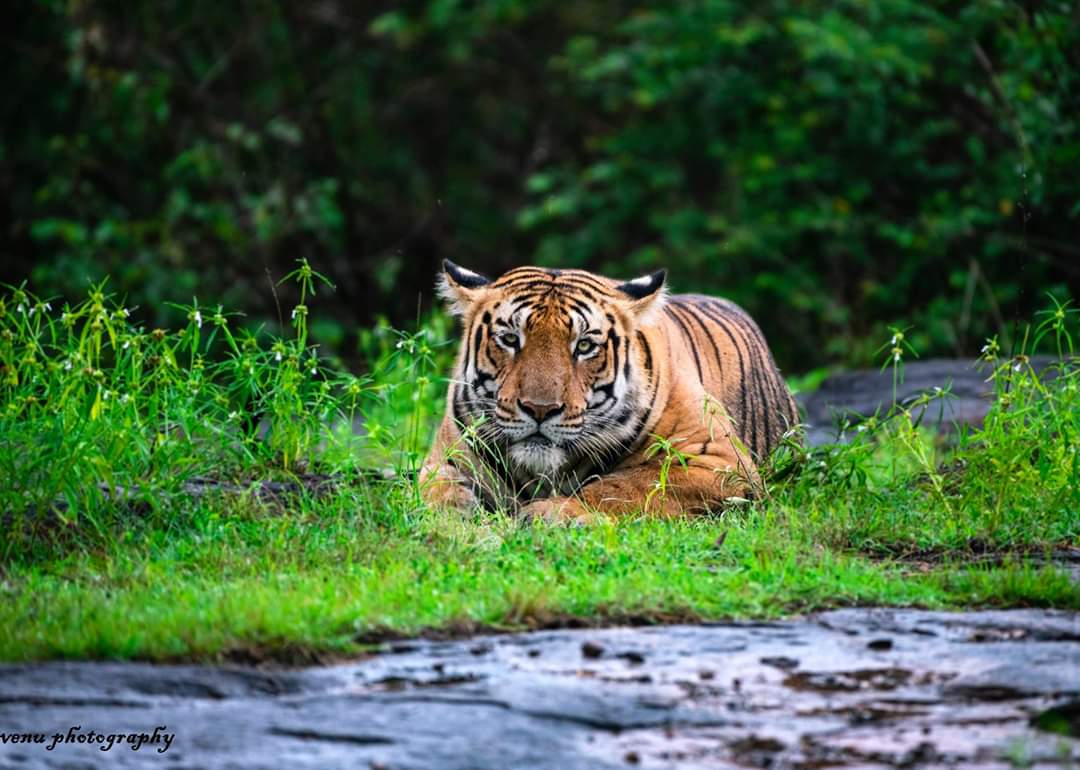 Malai Mahadeshwara Wildlife Sanctuary