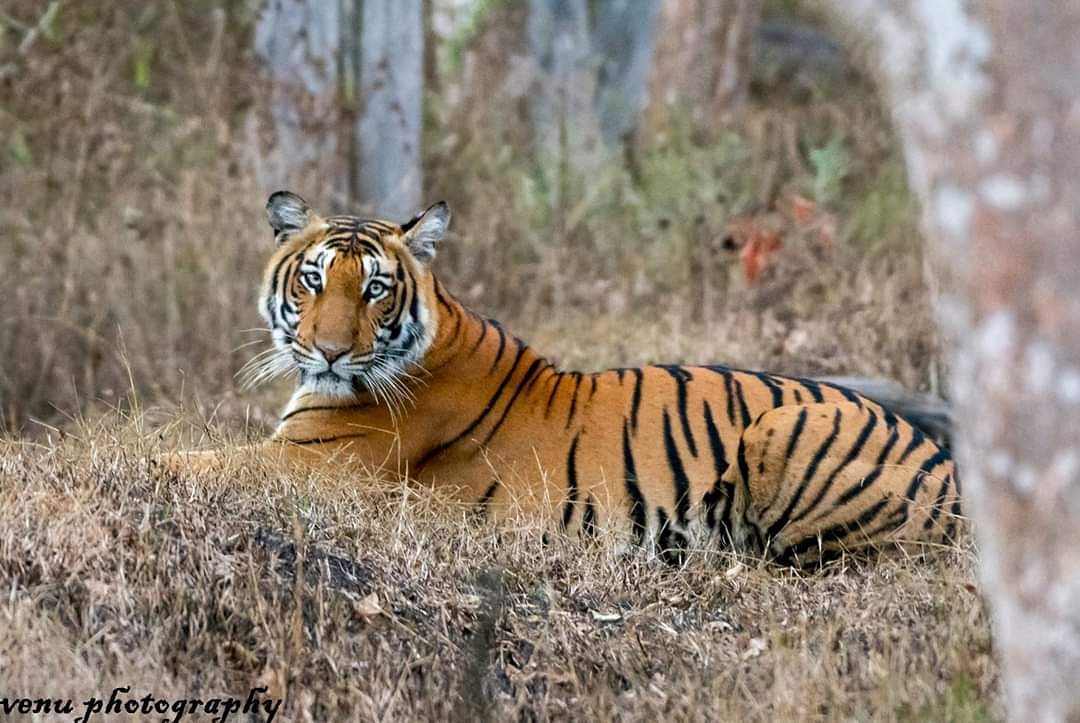 Malai Mahadeshwara Wildlife Sanctuary