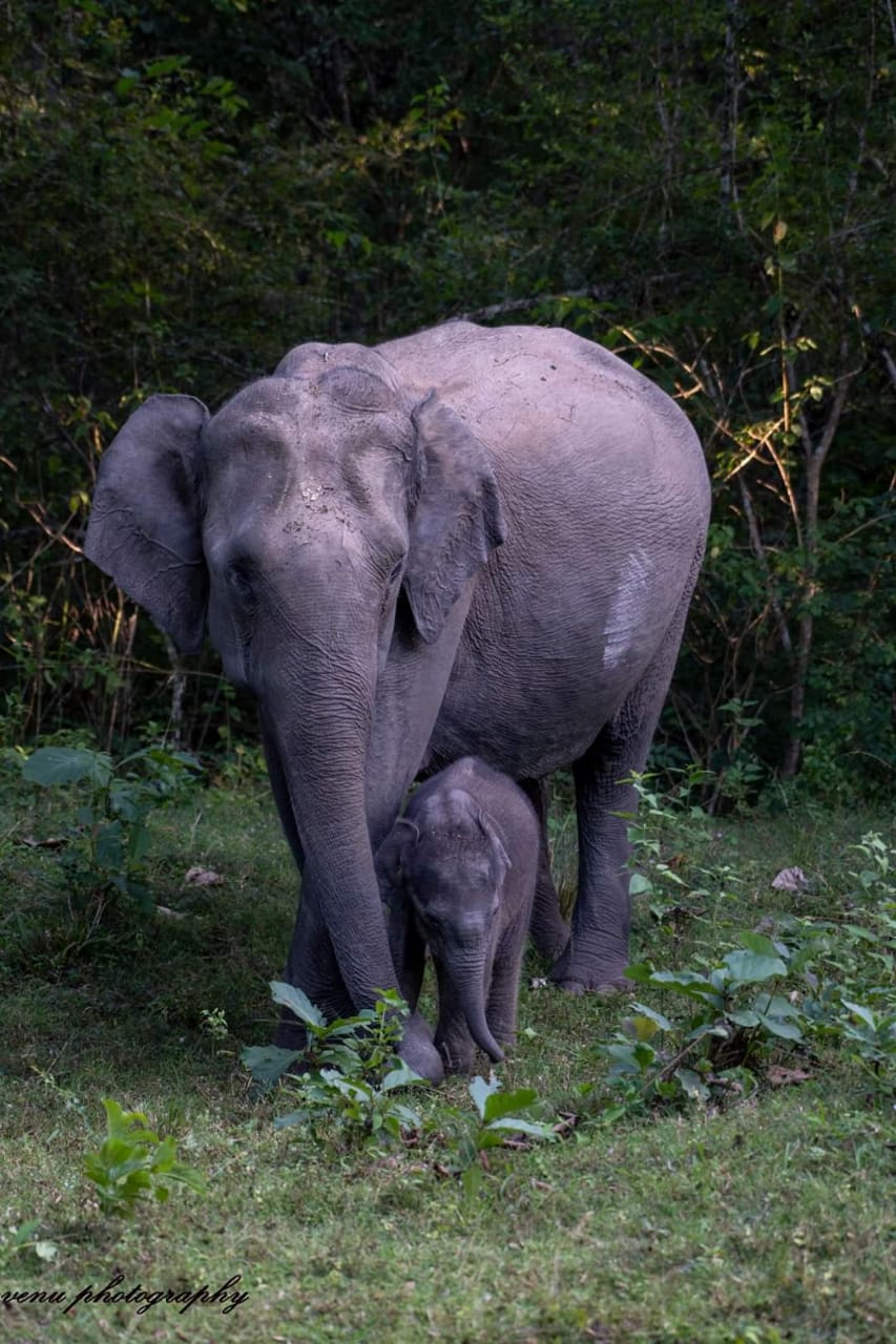 Elephants possess great memory. They remember spots where they can find water and food by memory. Their searching ability using their memory is considered as effective as a GPS system. (Picture Courtesy - Venugopal and Anjana Sujayakanth)