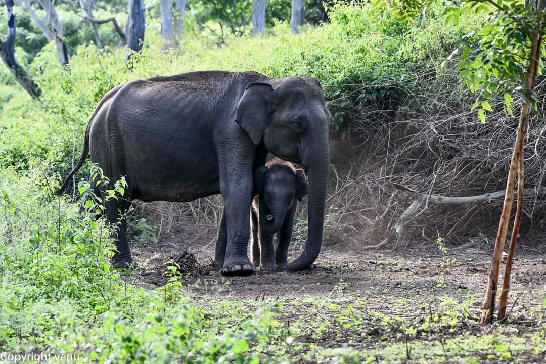 Elephant herds are led by a matriarch, the oldest female in the group. Male elephants have a habit of separating from the herd as soon as they reach puberty. This is to ensure that they come in contact with mates from other herds. (Picture Courtesy - Venugopal and Anjana Sujayakanth)