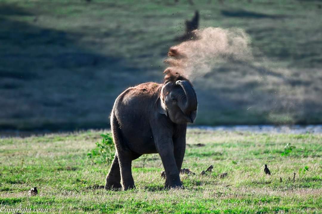 The elephant's unique organ is its trunk. It weighs 120-140 kg and is capable of lifting weights upto 250 kg. The trunk's movements are so precise that it can pick up even a single blade of grass. (Picture Courtesy - Venugopal and Anjana Sujayakanth)