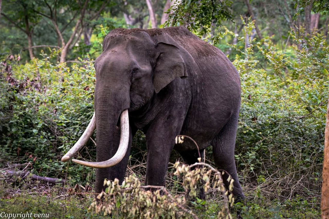 While the life expectancy of African elephants is 60-70 years, Asian elephants live up to 45-55 years. While African elephants weigh up to 9,000 kg, Asian elephants on an average wigh 5,500 kg. (Picture Courtesy - Venugopal and Anjana Sujayakanth)