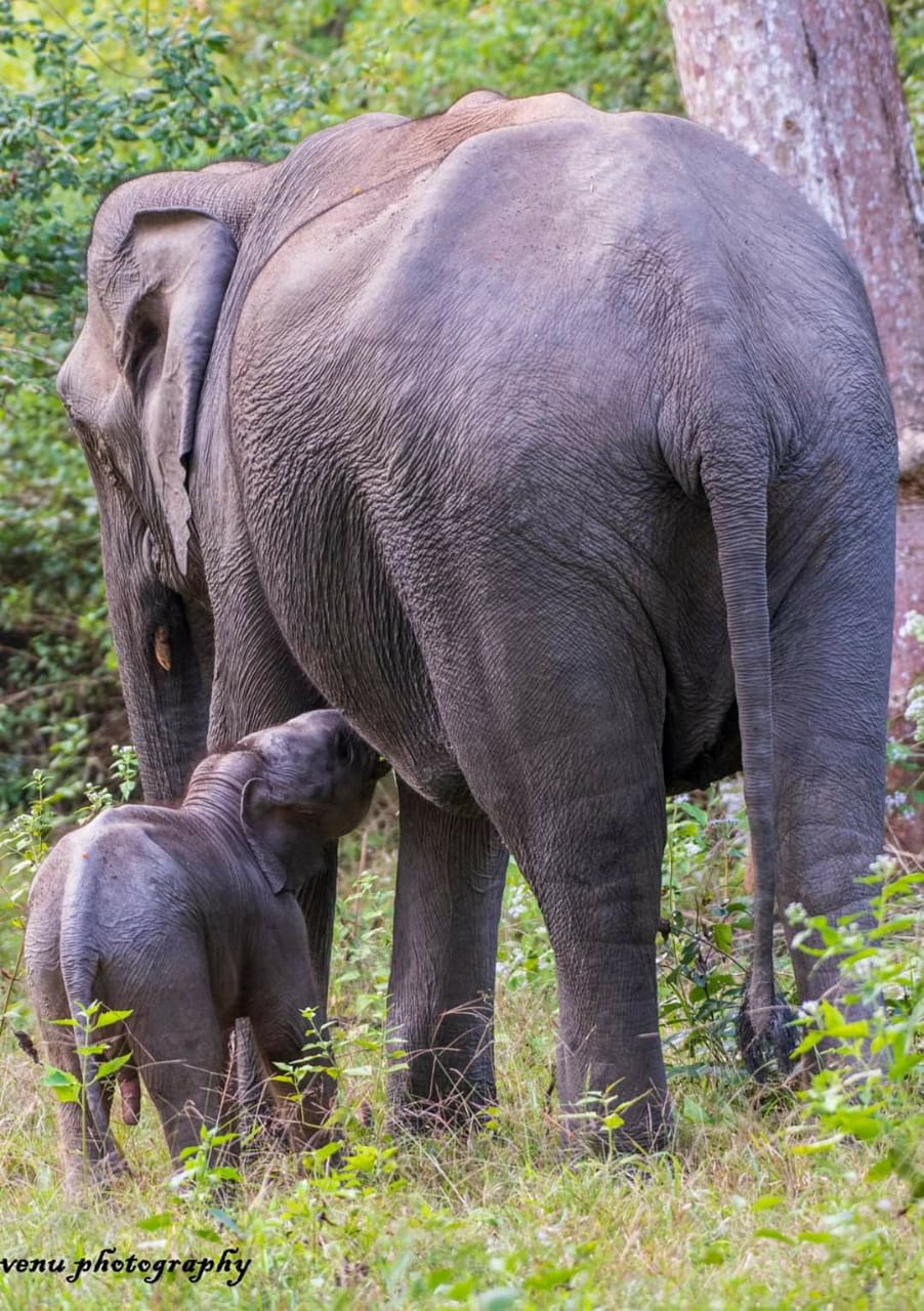 The pregnancy period for elephants is 20-24 months. The baby is nurtured by the Mother elephant until it turns five. (Picture Courtesy - Venugopal and Anjana Sujayakanth)