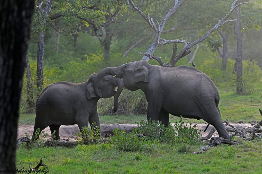 According to researcher Joyce Poole, elephants can make 70 different sounds and also use 160 types of symbols to communicate. (Picture Courtesy - Venugopal and Anjana Sujayakanth)