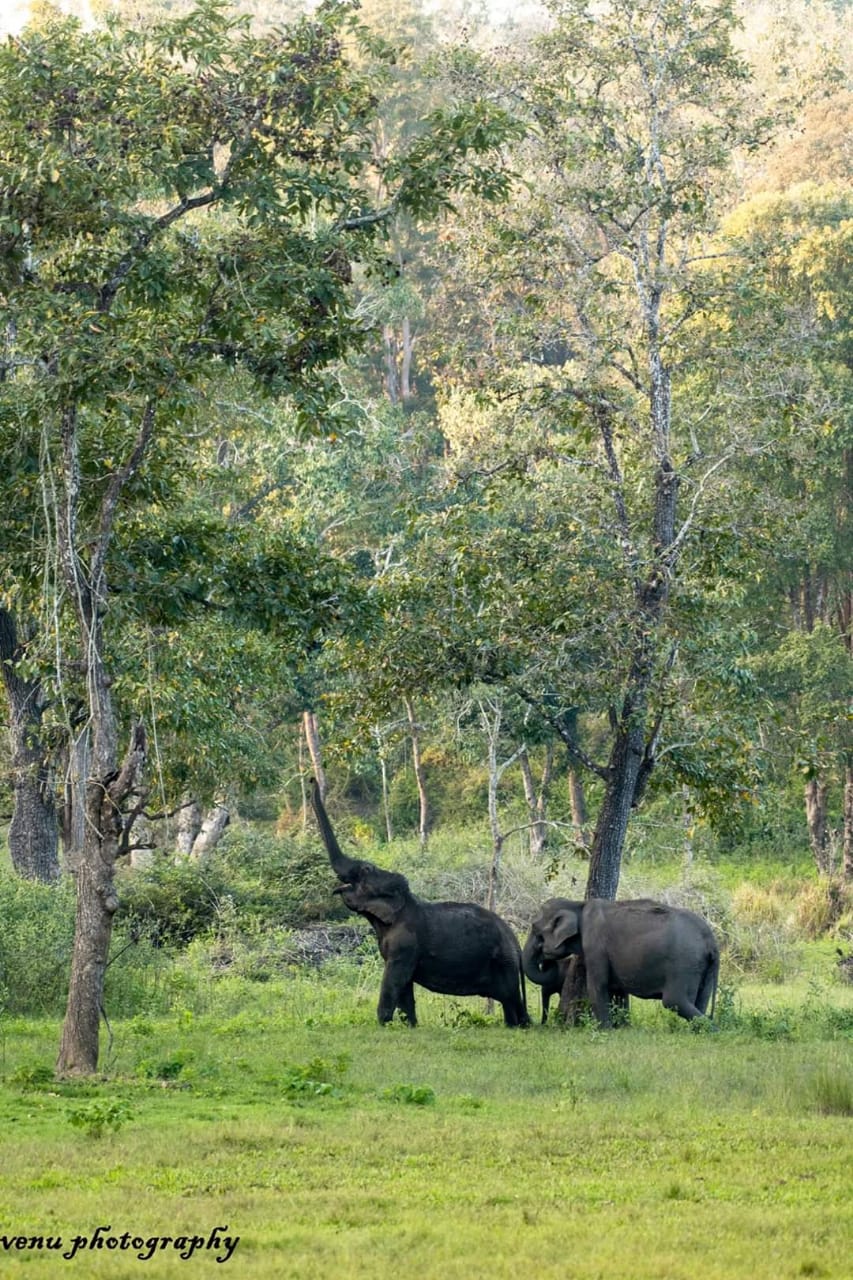 Elephants sleep only for three-four hours a day. When they're not sleeping, Elephants spend their time eating or looking for food. (Picture Courtesy - Venugopal and Anjana Sujayakanth)