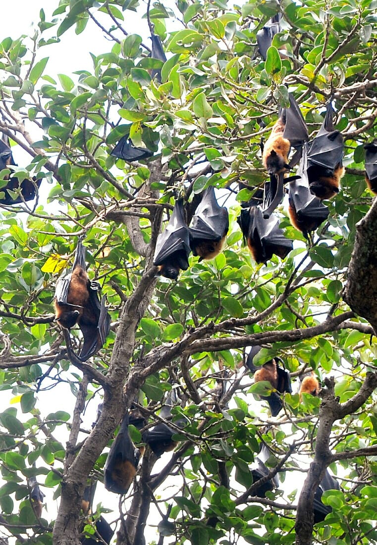 ಹನೂರಿನಲ್ಲಿ ಸಾವಿರಾರು ಬಾವಲಿಗಳ ವಾಸ