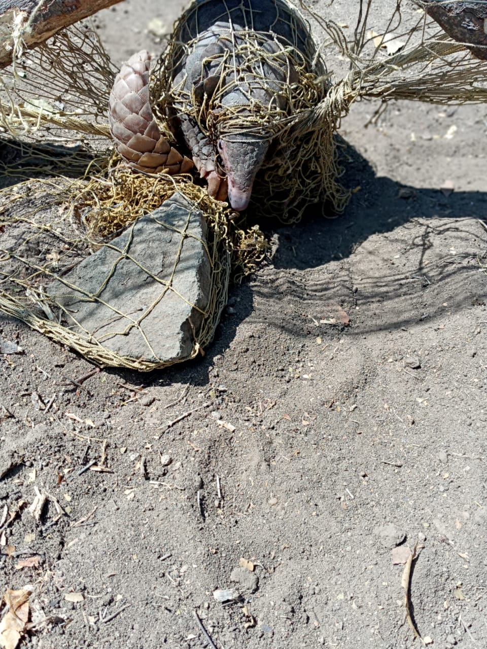 pangolins traped in farm land