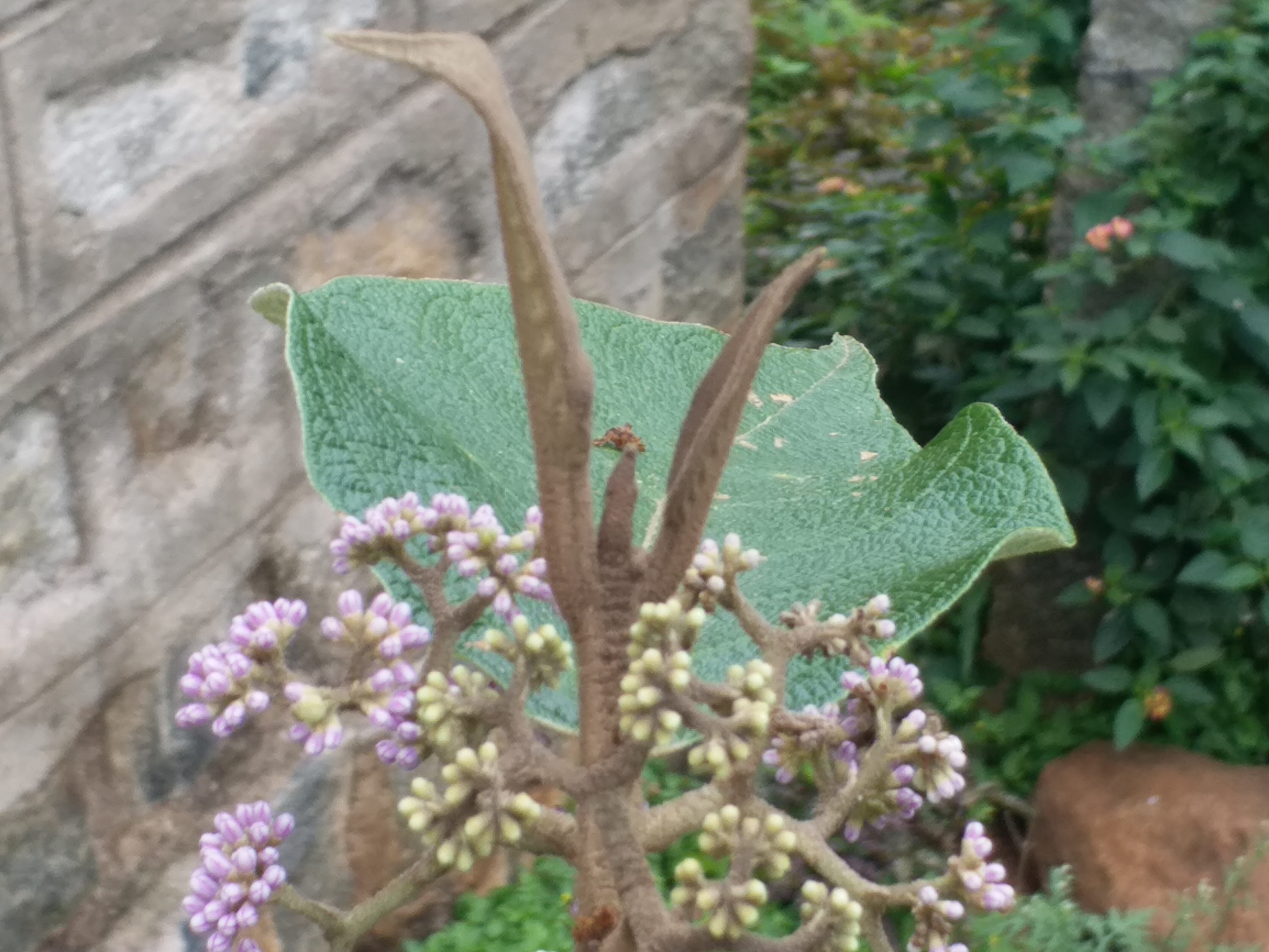 Leaves and bud of this tree is used as lights using fire