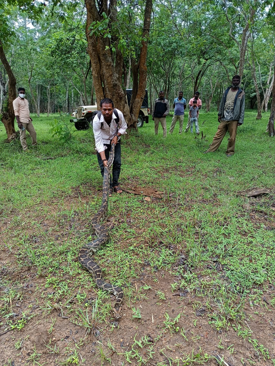 A 13.5 foot long python weighing 45kg rescued and left into forest