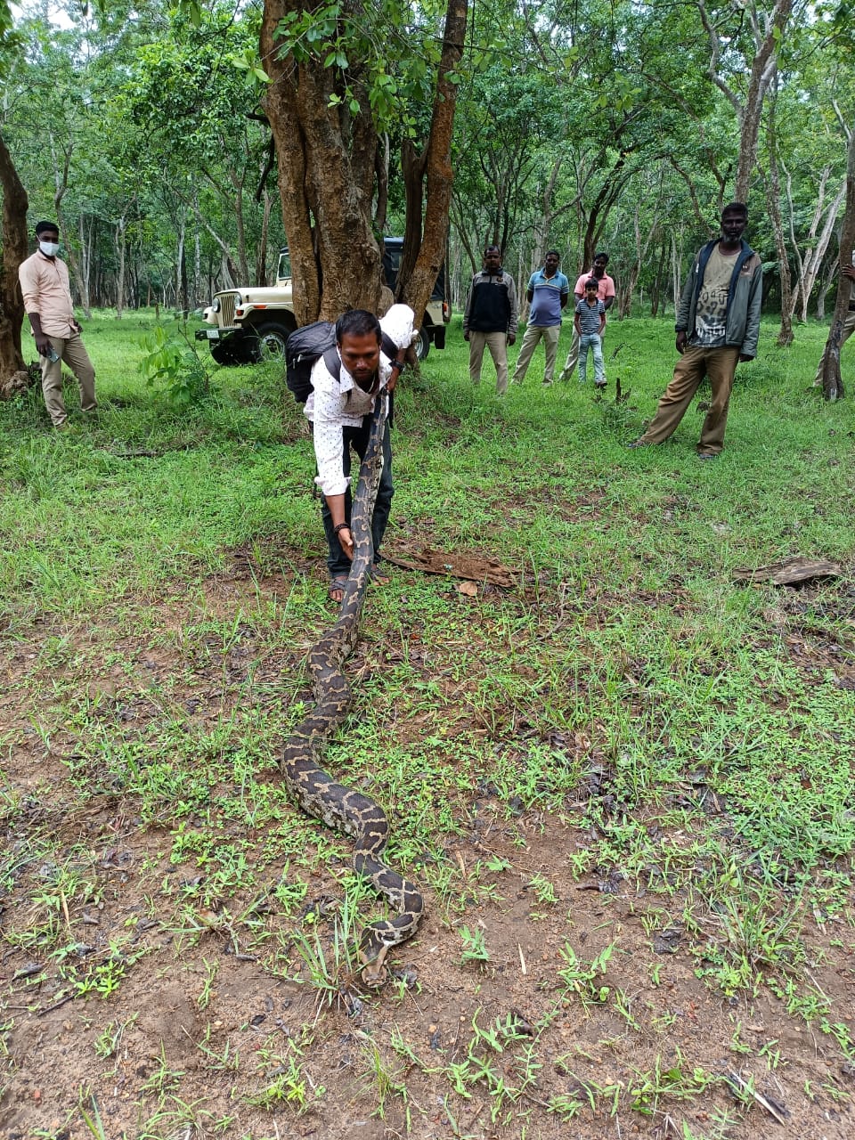 A 13.5 foot long python weighing 45kg rescued and left into forest