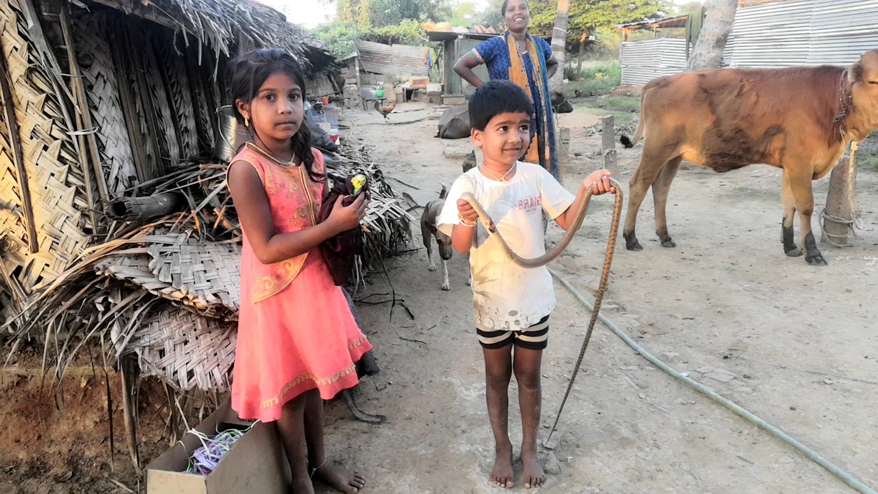 five tears boy saves parrot from snake attack