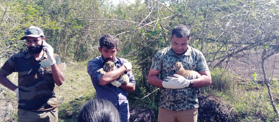 two tiger child rescue, two tiger child rescue in Chamarajanagar, Chamarajanagar tiger child, Chamarajanagar tiger child news, ಎರಡು ಹುಲಿ ಮರಿಗಳ ರಕ್ಷಣೆ, ಚಾಮರಾಜನಗರದಲ್ಲಿ ಎರಡು ಹುಲಿ ಮರಿಗಳ ರಕ್ಷಣೆ, ಚಾಮರಾಜನಗರ ಹುಲಿ ಮರಿ, ಚಾಮರಾಜನಗರ ಹುಲಿ ಮರಿ ಸುದ್ದಿ,