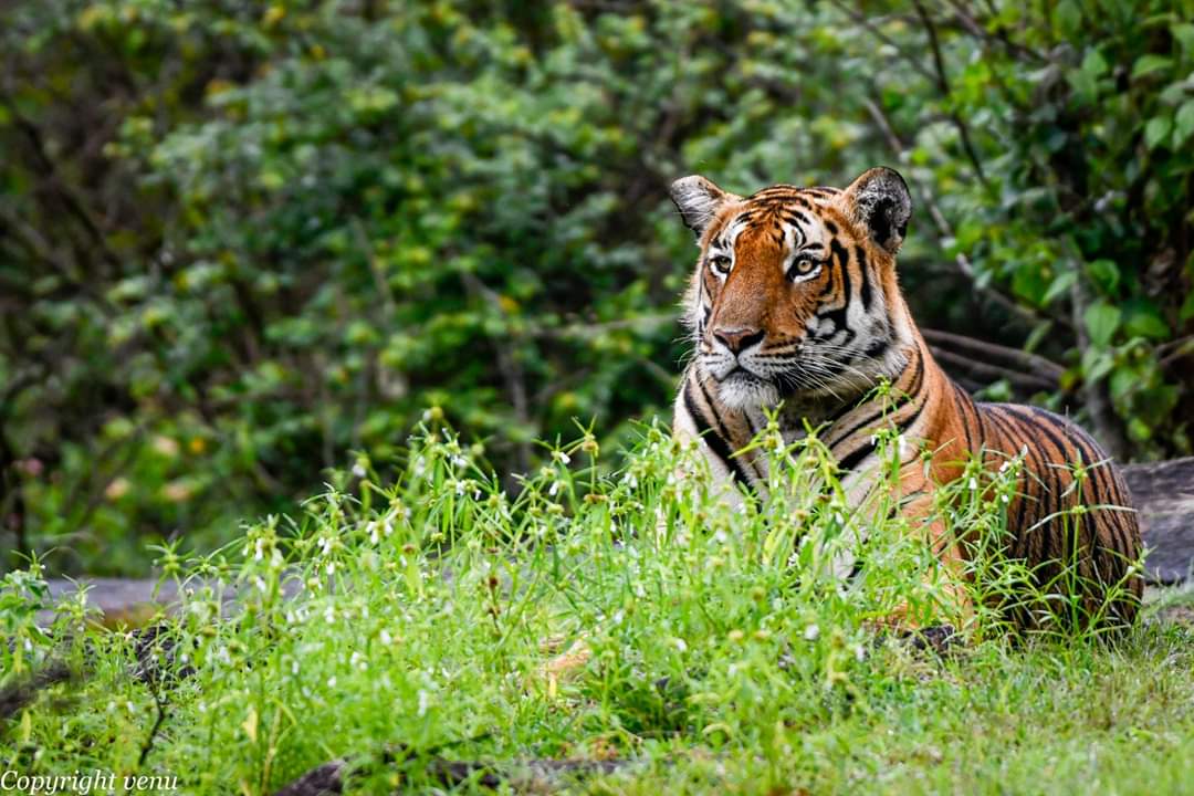 International Tiger Day: facts about tiger