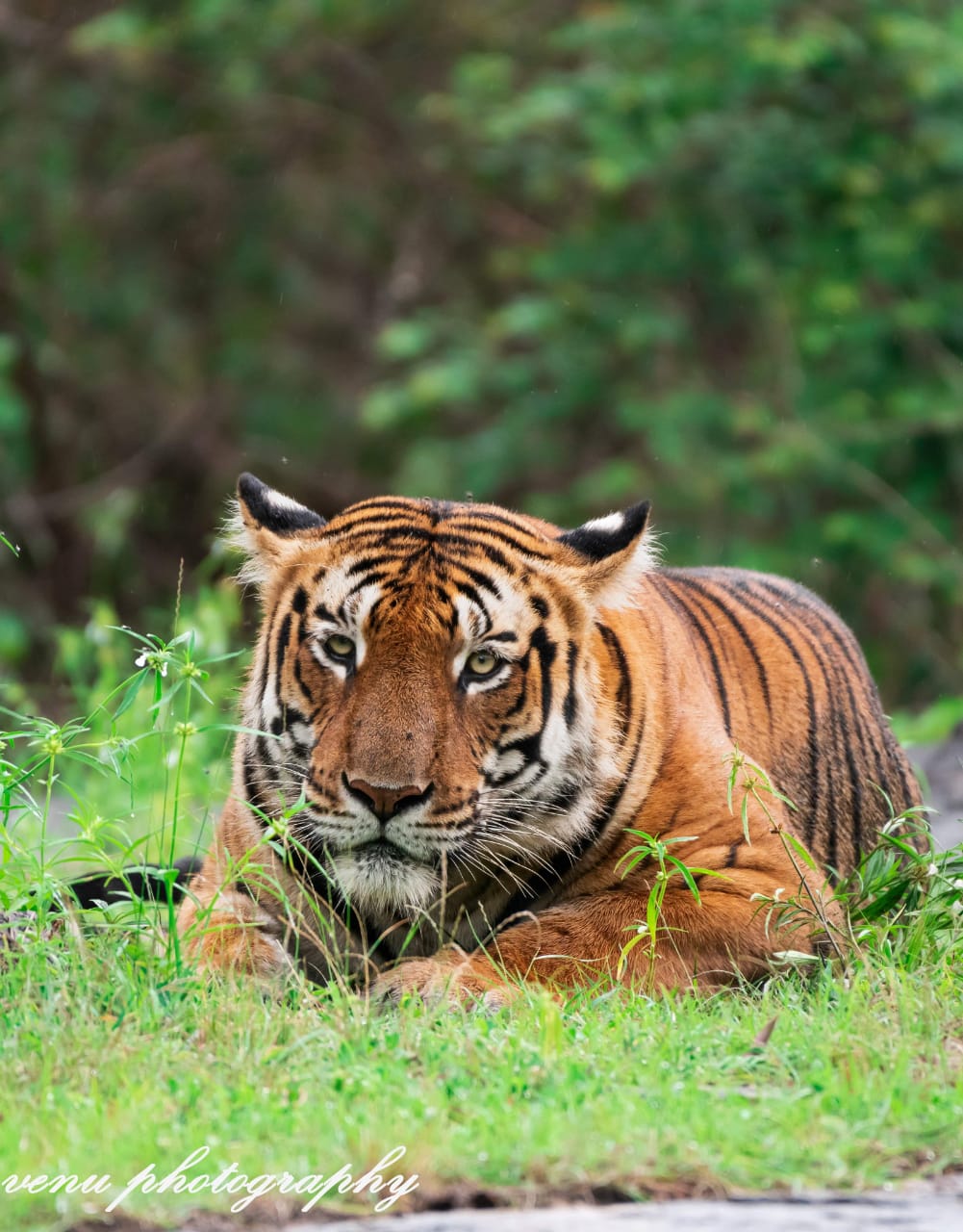 International Tiger Day: facts about tiger