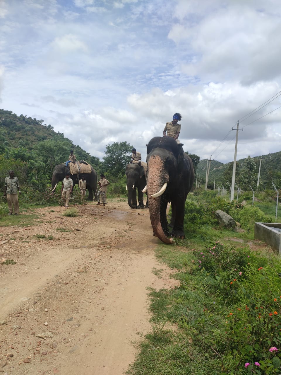 the tiger  Operation in chamarajnagar