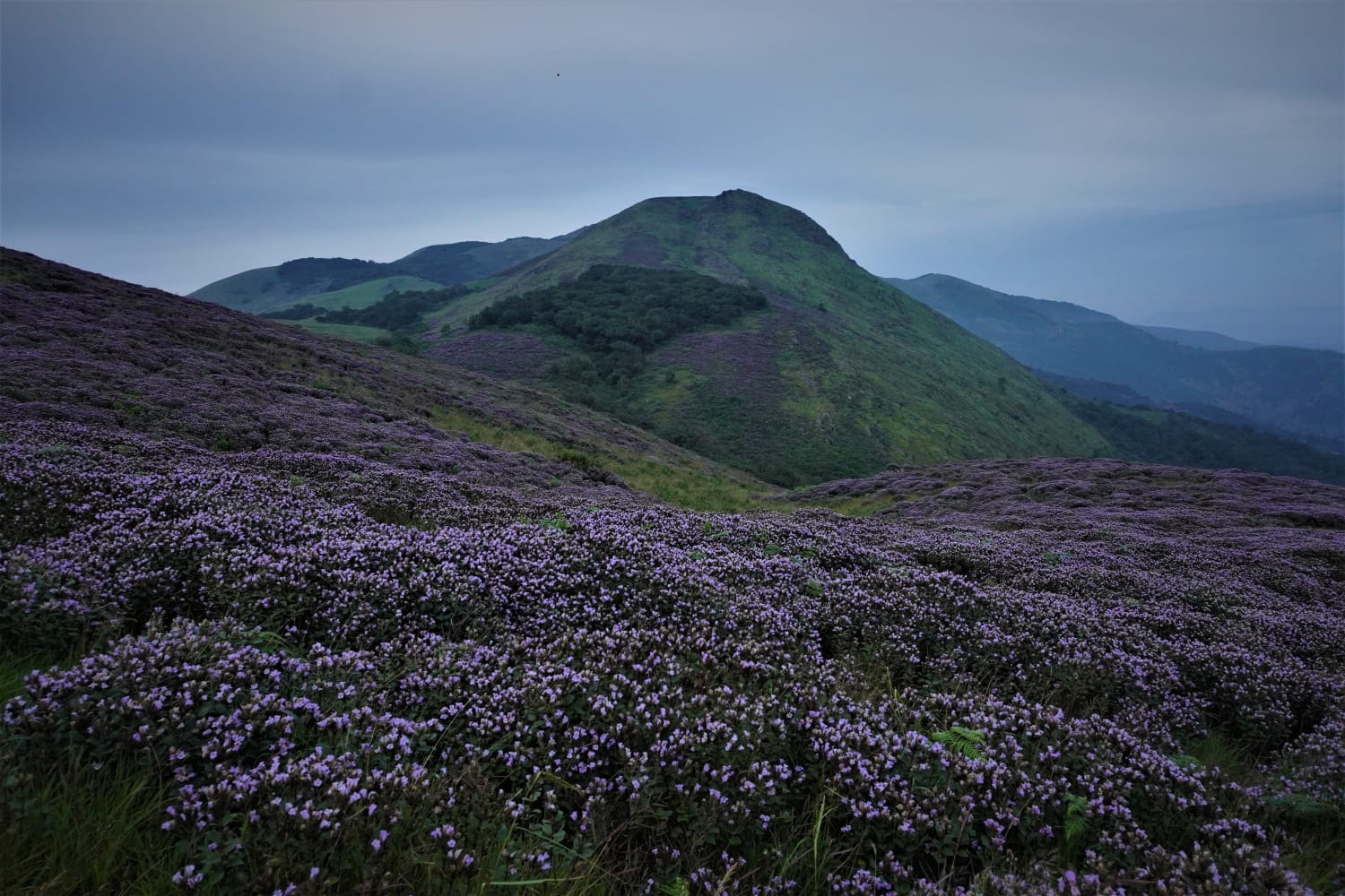 neelakurinji flower blossom in biligiriranga hills