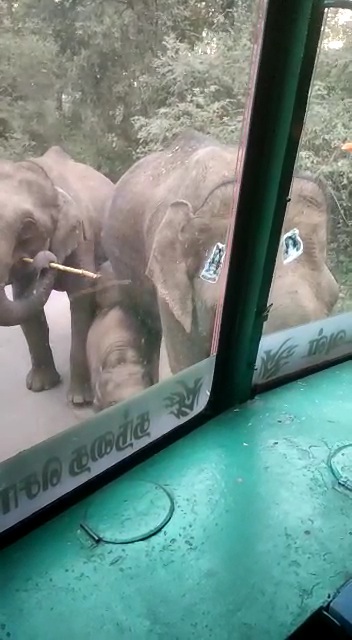 Herd of Elephant  stopped the lorry and ate canes in Chamarajnagar