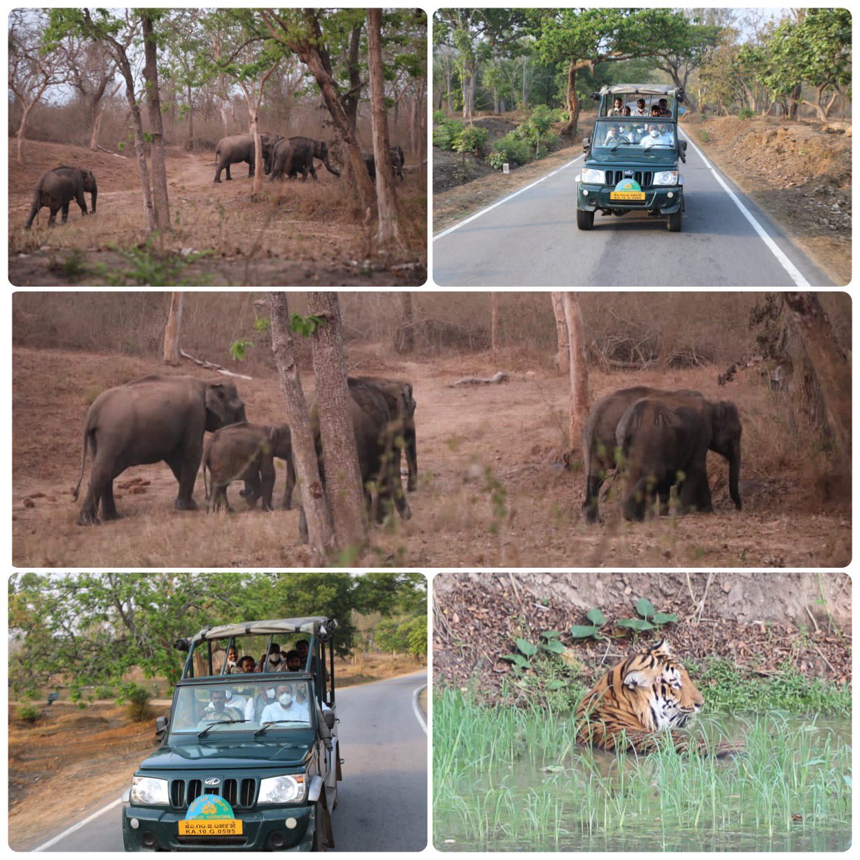 ಬಂಡೀಪುರದಲ್ಲಿ ಅರಣ್ಯ ಸಚಿವರ ಸಫಾರಿ