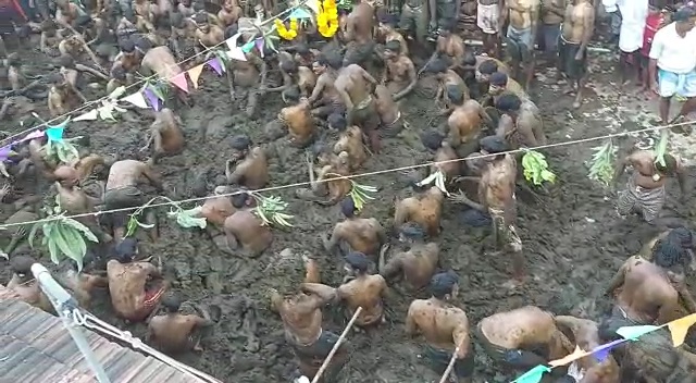 indian cow dung festival