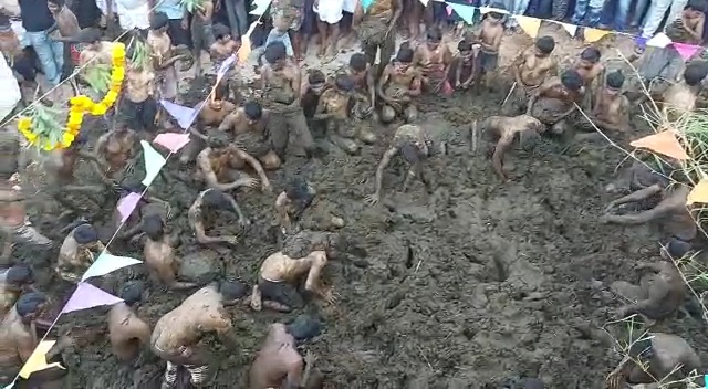 indian cow dung festival