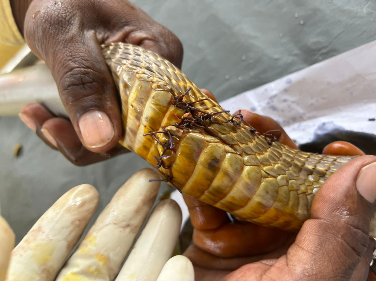 Surgery made to a snake in Karnataka