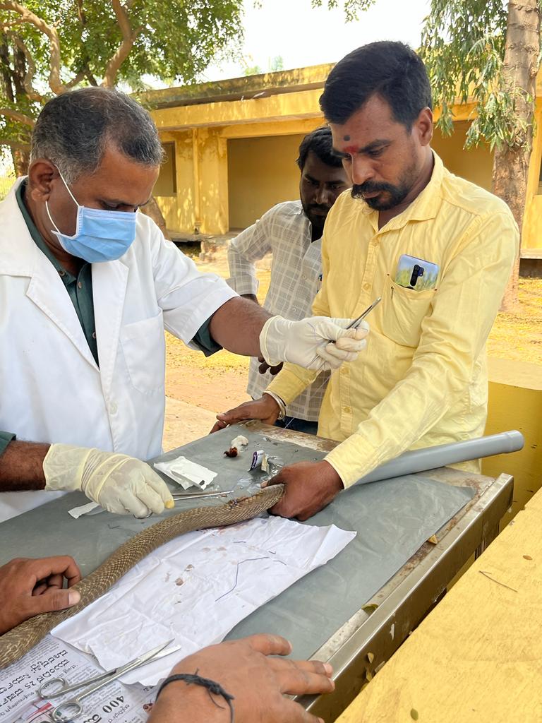 Surgery made to a snake in Karnataka