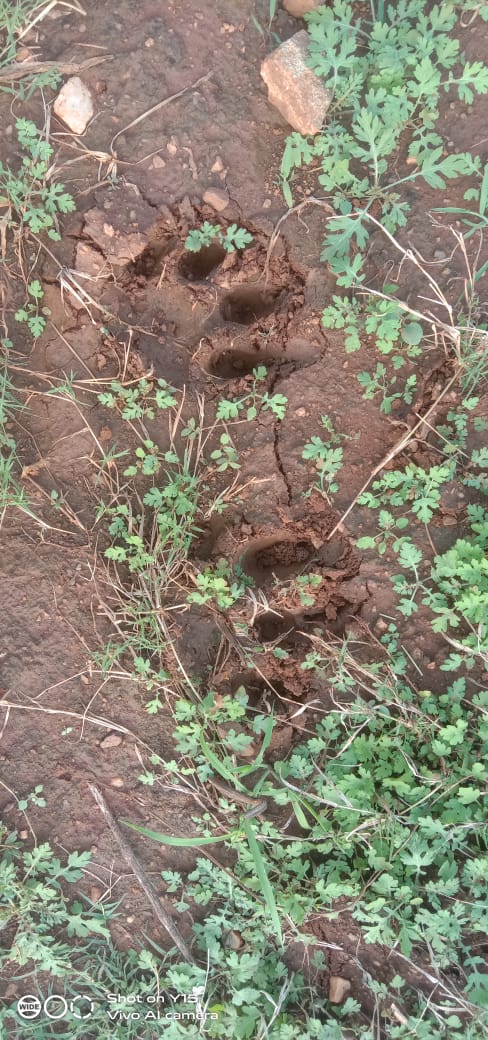 Tiger found in Chamarajanagara after leopard