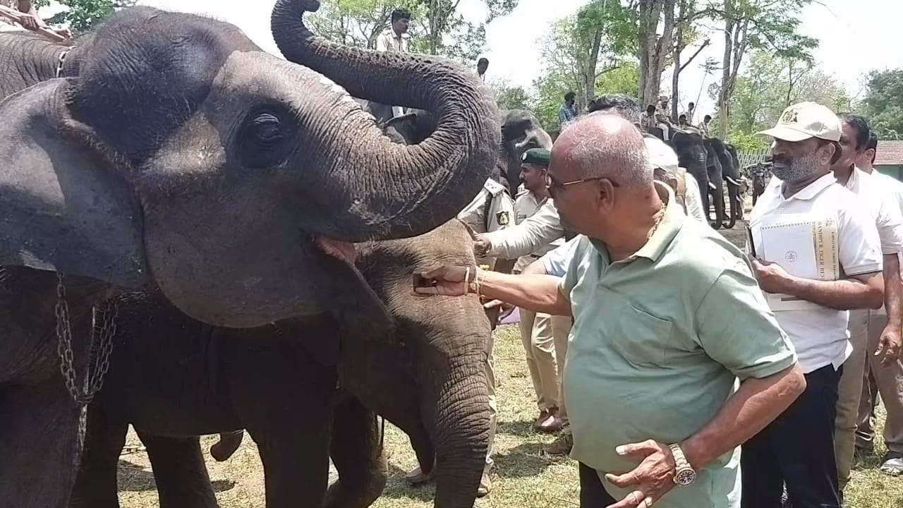 ಆನೆಗಳಿಗೆ ಆಹಾರ ತಿನ್ನಿಸುತ್ತಿರುವ ಕತ್ತಿ