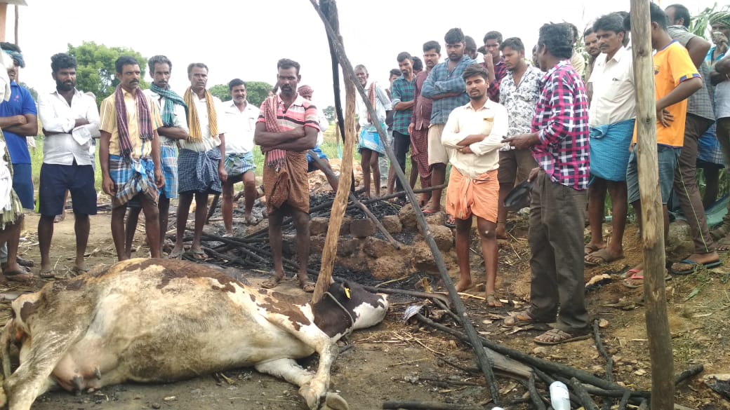 Three cows burned after an accidental fire in Chamarajanagara