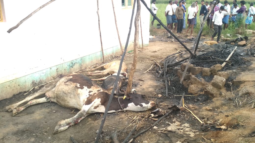 Three cows burned after an accidental fire in Chamarajanagara