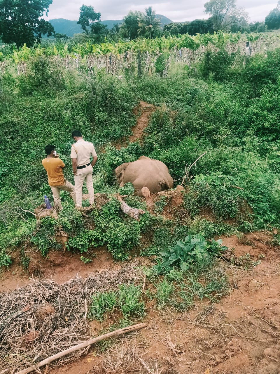 10-year-old-elephant-dead-body-found-at-chamarajanagara