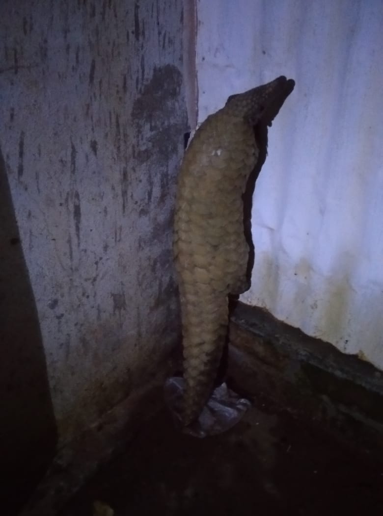 Pangolin rescued from a house in Kollegala