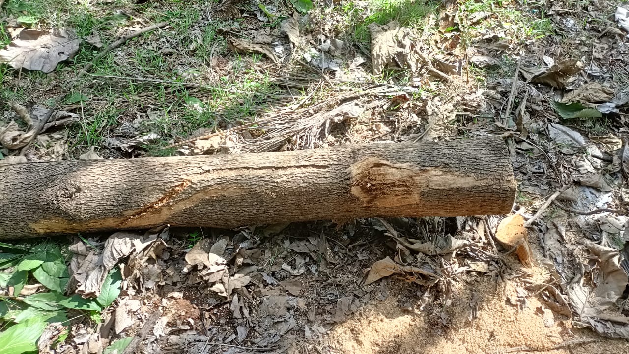 ಕಟಾವು ಮಾಡಿರುವ ತೇಗದ ಮರ