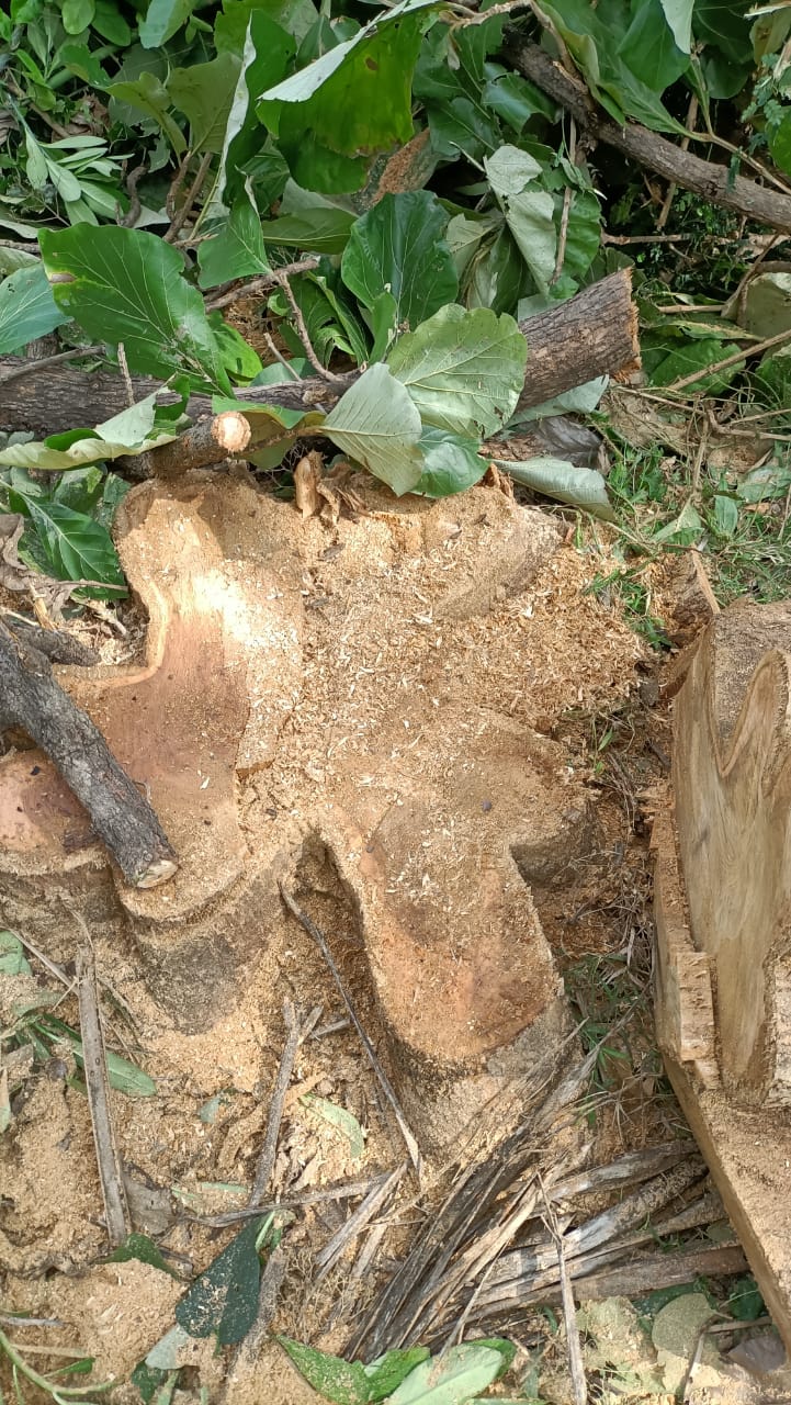 ಕಟಾವು ಮಾಡಿರುವ ತೇಗದ ಮರ