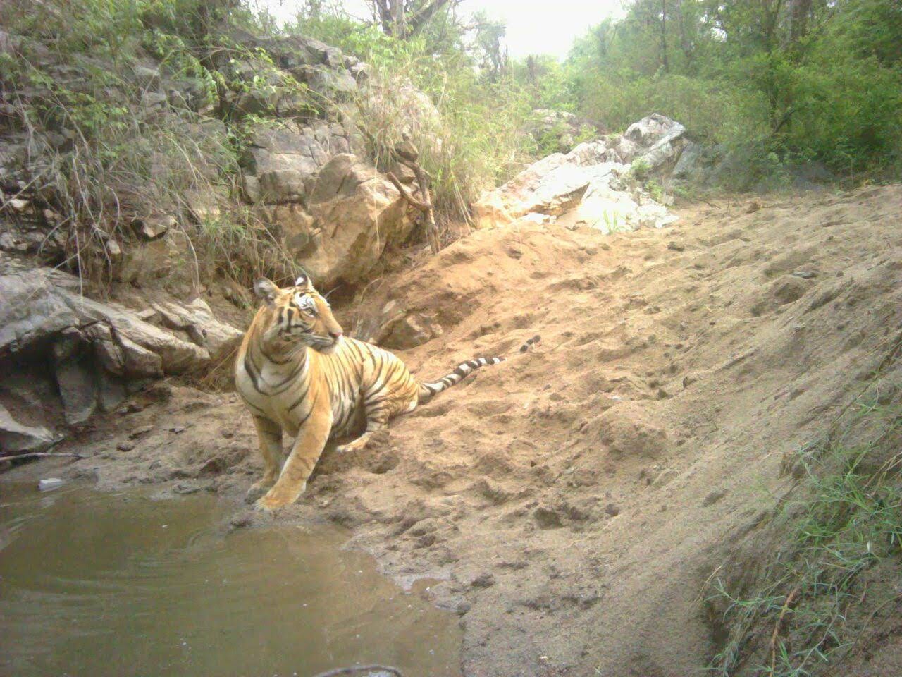 Malai Mahadeshwara Wildlife Sanctuary