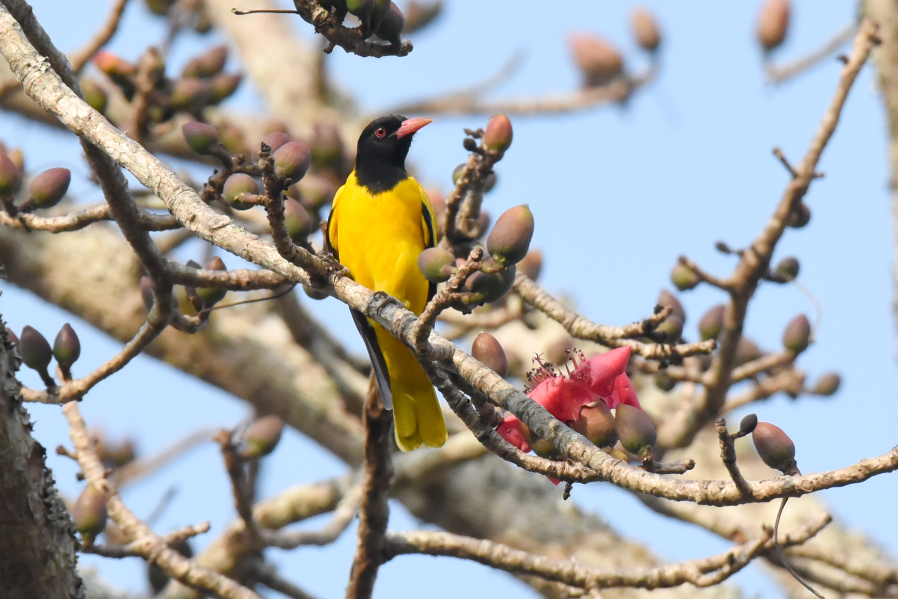 ಹೊಸ  ಪ್ರಭೇದ ಪಕ್ಷಿ