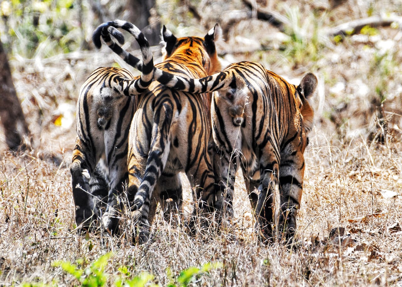 Tiger census begins at Chamarajanagar