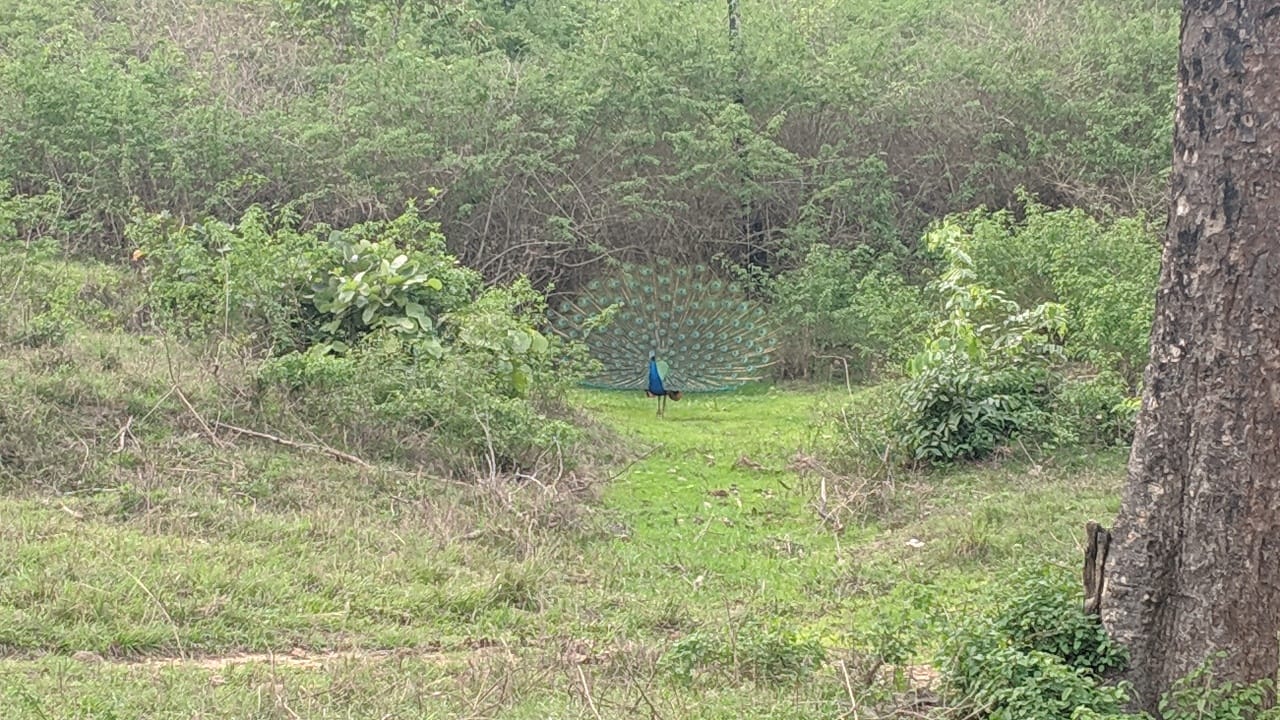 Bandipur Tiger Reserve