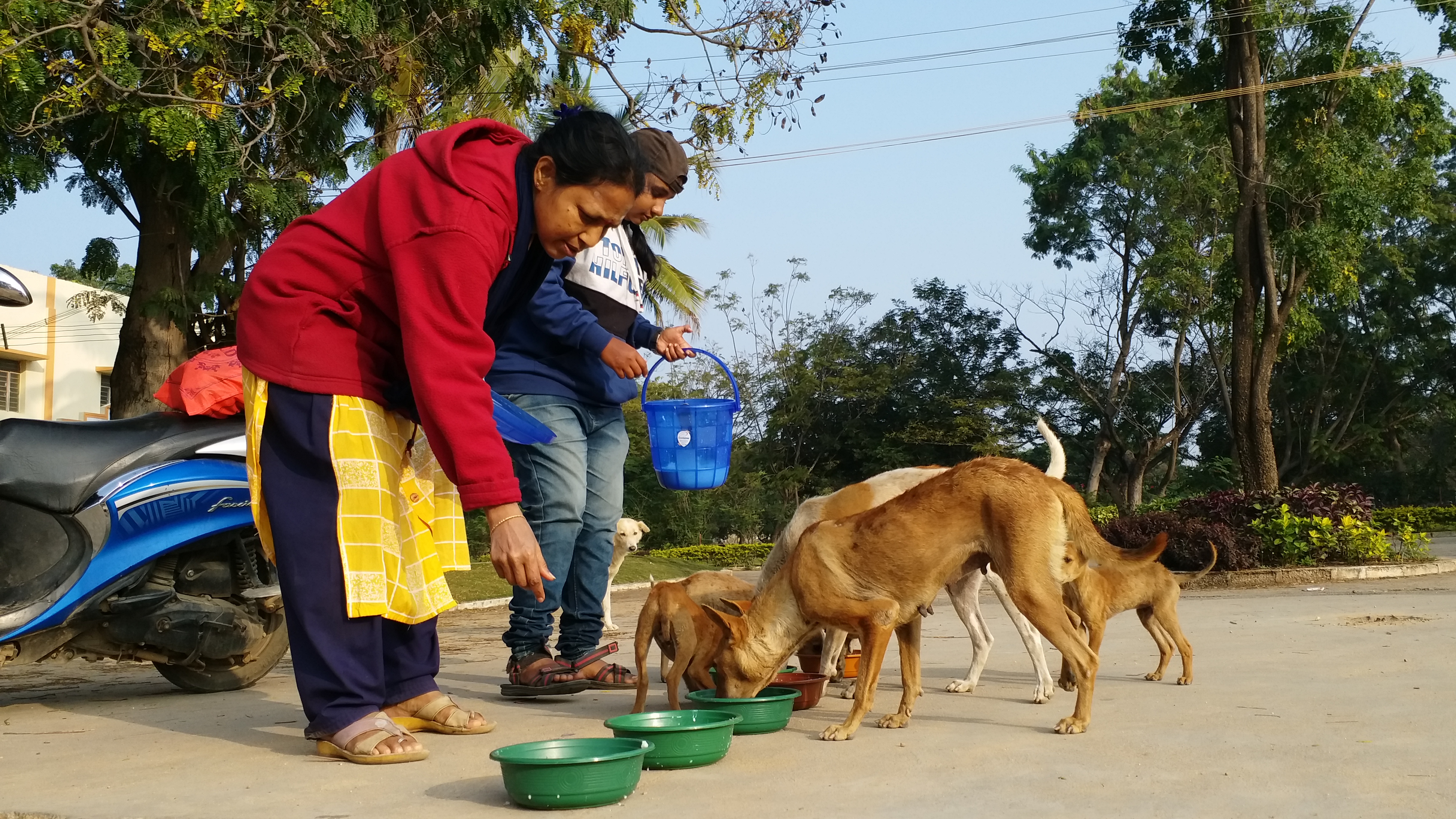 Chitradurga resident Padmavati serving food to Street dogs