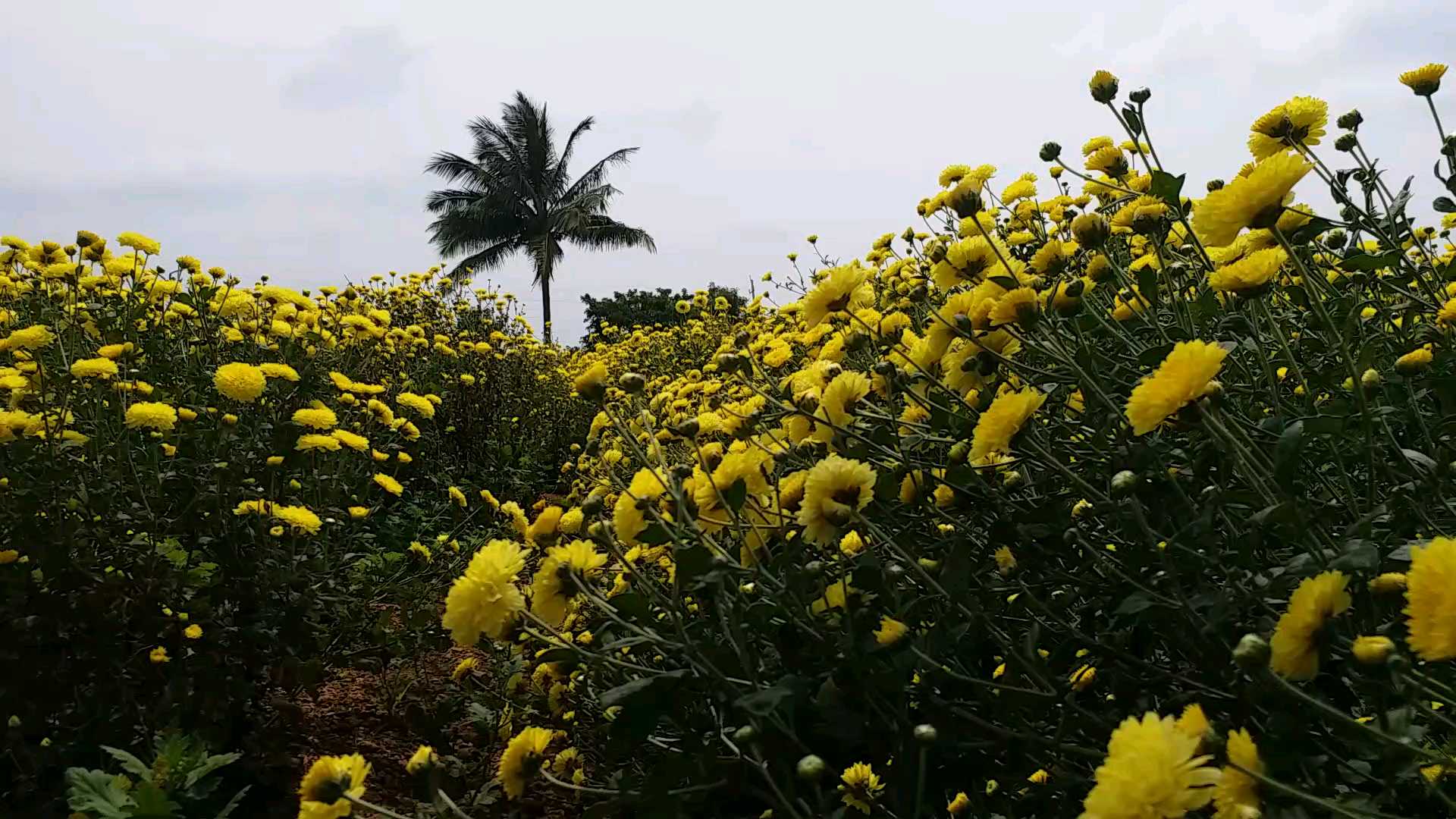 Flower cultivation in Chitradurga district