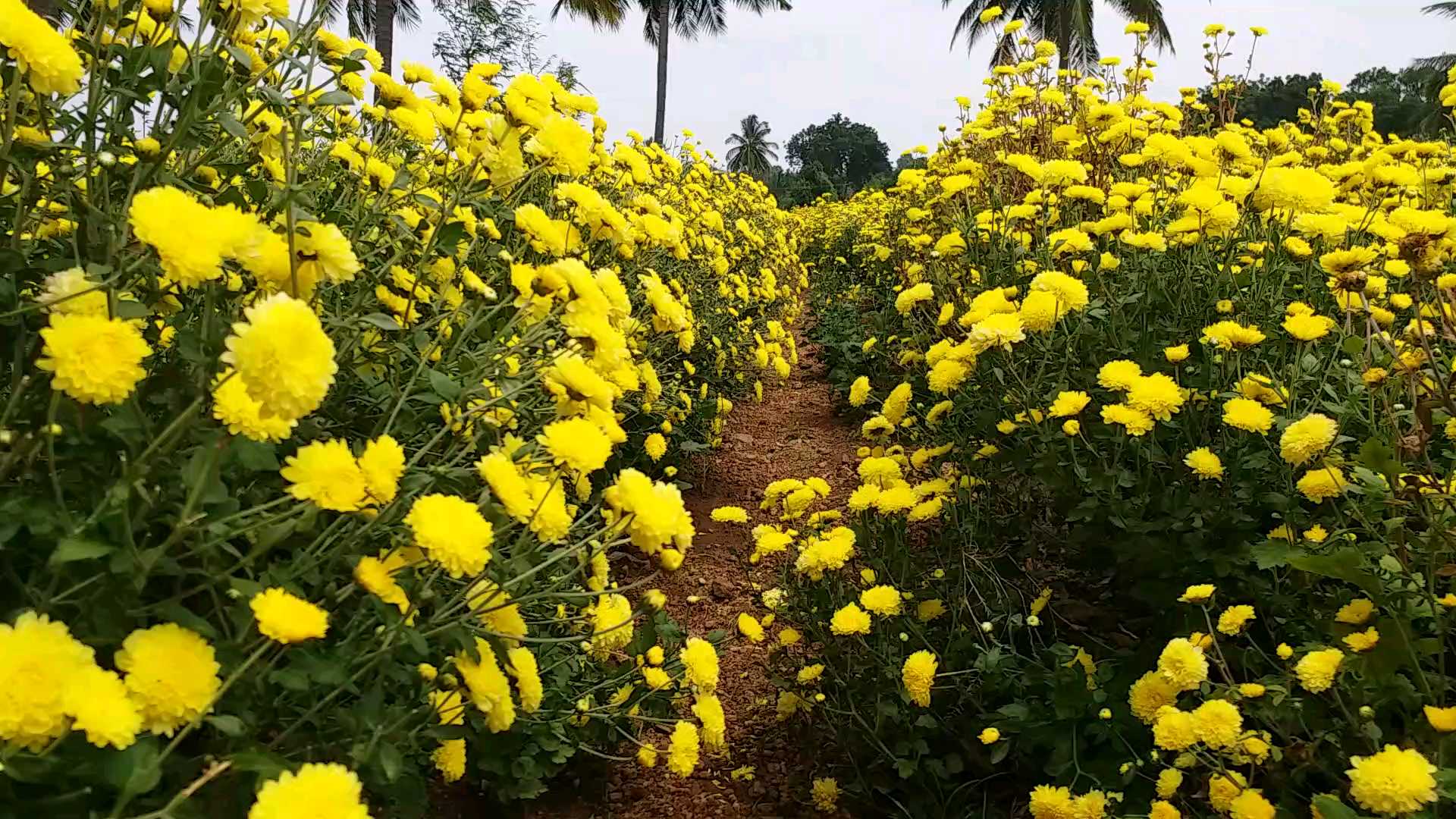 Flower cultivation in Chitradurga district