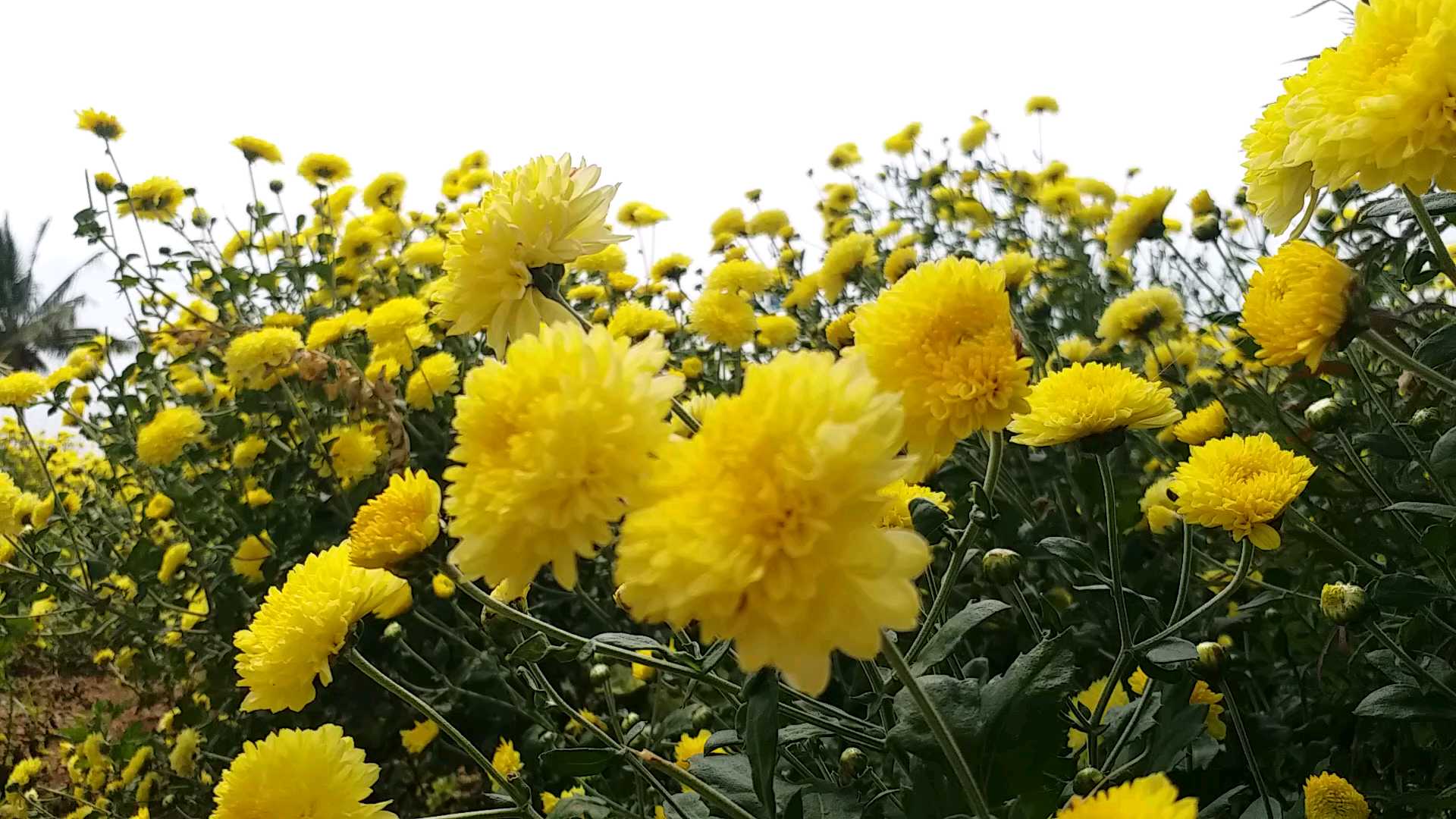 Flower cultivation in Chitradurga district