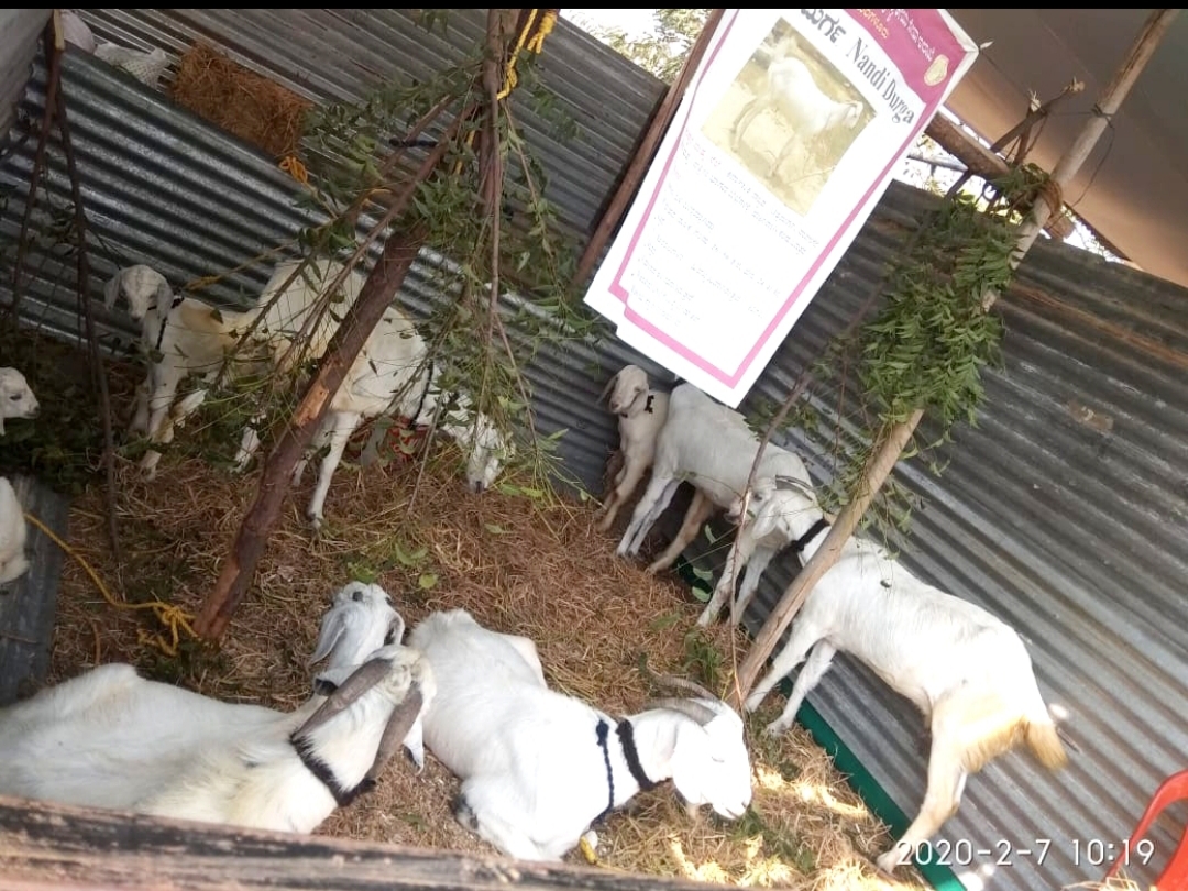 Nandidurga goat breed